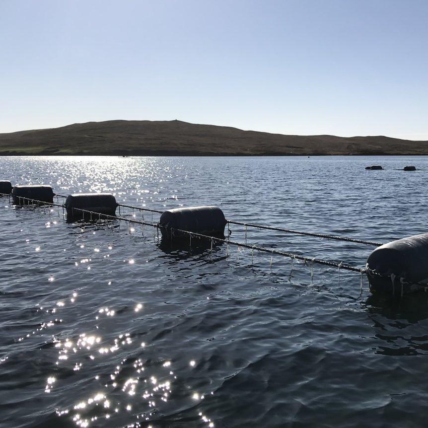 A mussel farm