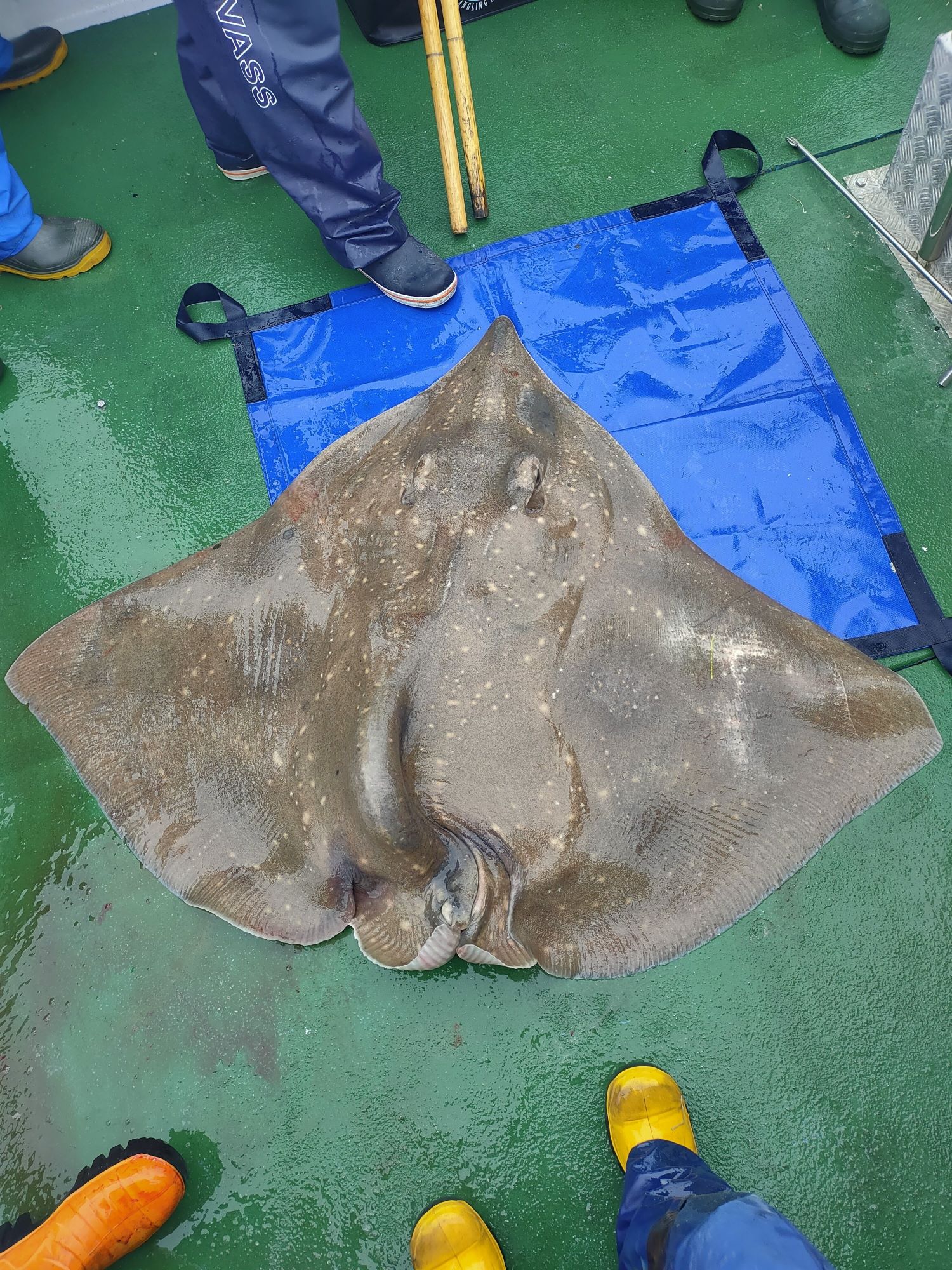 Unusual Flapper Skate with Rare Spinal Deformity Discovered in Shetland Waters