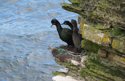 Birds on a cliff