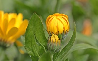 Flower buds