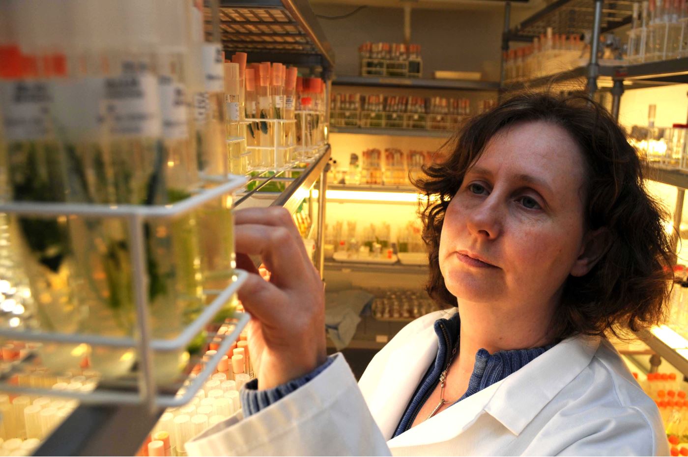 Expert lecture to explore benefits of algae