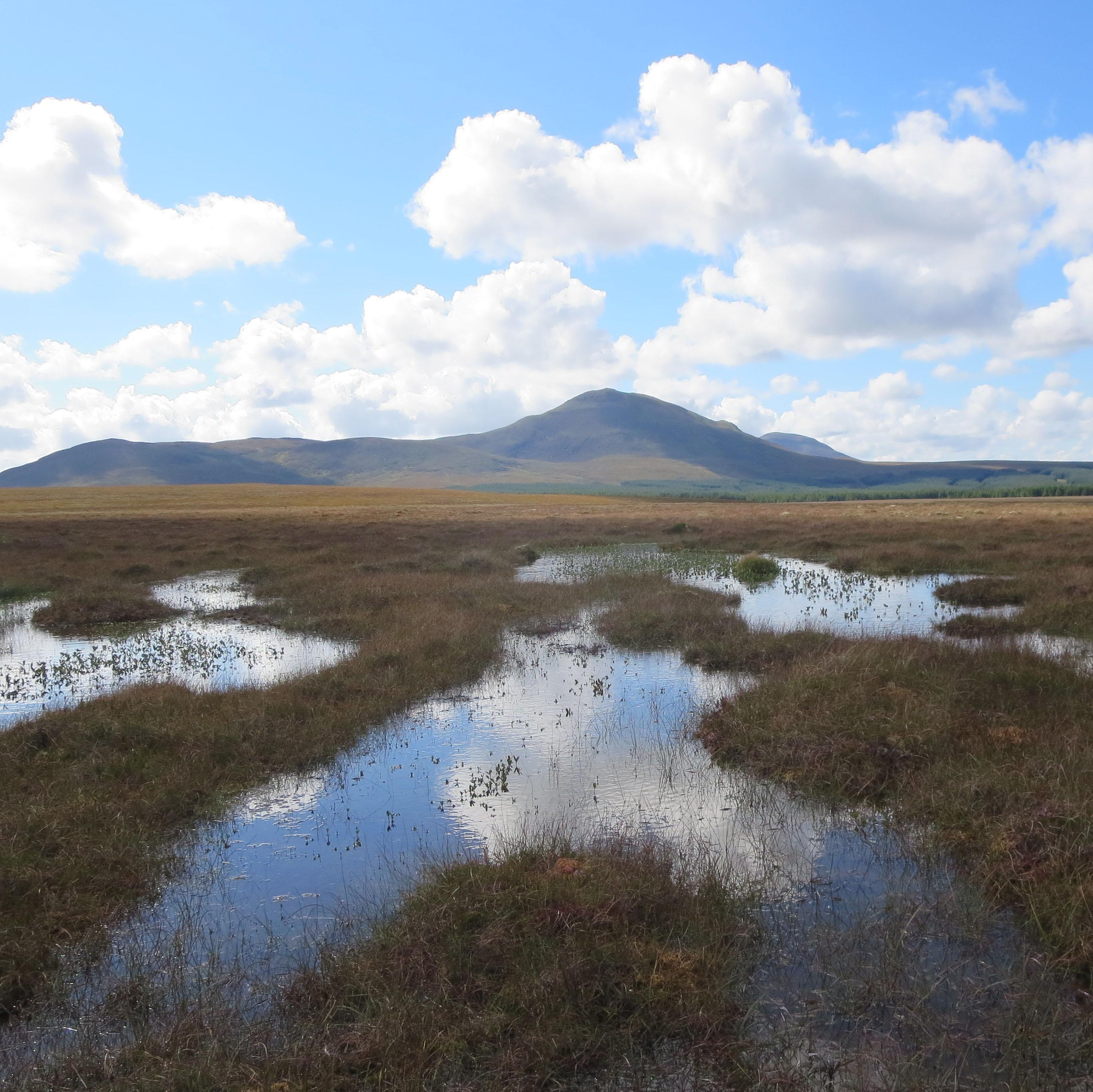 Blanket bog in the Flow Country