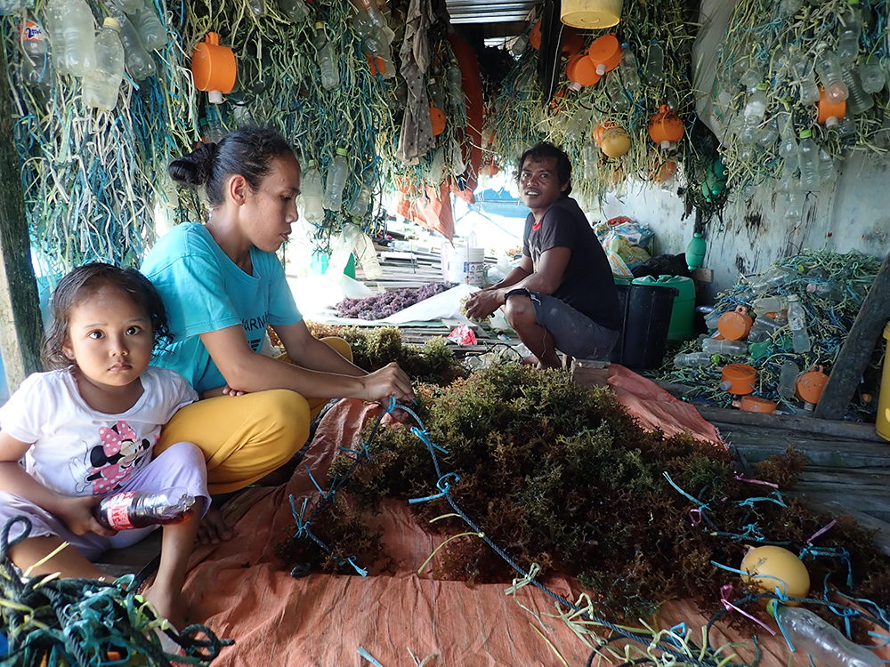 International science team begins mission to save global seaweed stocks 