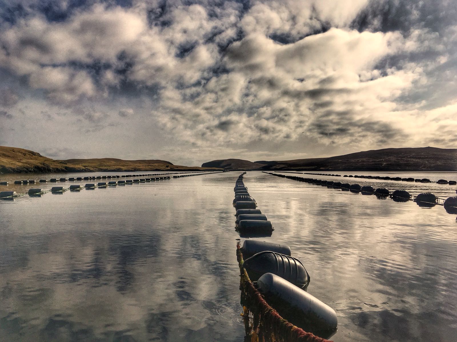 A mussel farm