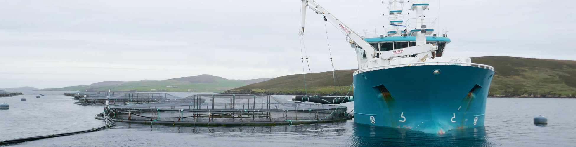 Preparing for fish harvest