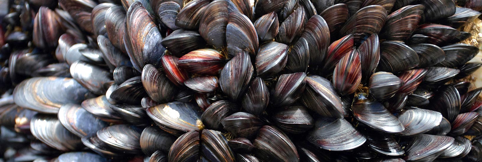 mussels