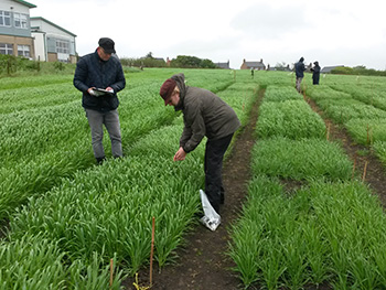 Growing crop