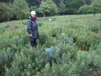 Sweet gale trial in its third year after planting